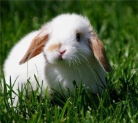 В «Новой Москве» открылся контактный зоопарк с кроликами и козами