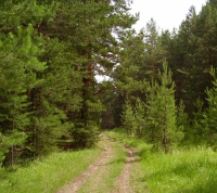 Лесные массивы в "Новой Москве" будут сохранены