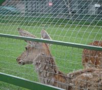 В «Новой Москве» появится зоопарк