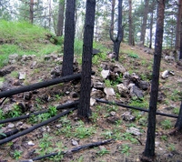 В «Новой Москве» расчистят более 70 тыс. га лесных территорий