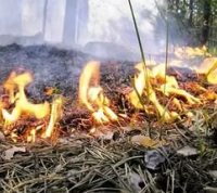 Пожарные «новой Москвы» обратили внимание горожан на меры безопасности в лесу