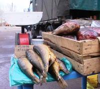 Полиция закрыла подпольный рынок оптовой торговли рыбой в «новой Москве»