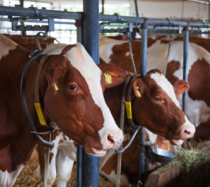 За 5 лет в ТиНАО стабилизировалась ситуация по бешенству крупного рогатого скота