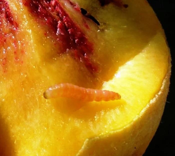Россельхознадзор выявил в ТиНАО восточную плодожорку в нектаринах из Ирана